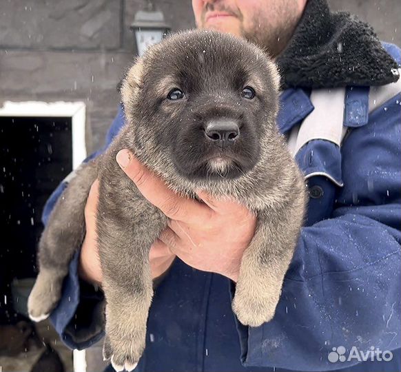 Армянский гампр-Щенки