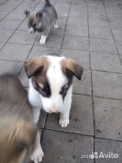 Щенки в добрые руки отдам бесплатно