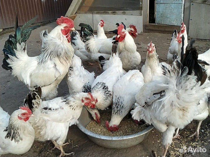 Куры молодки