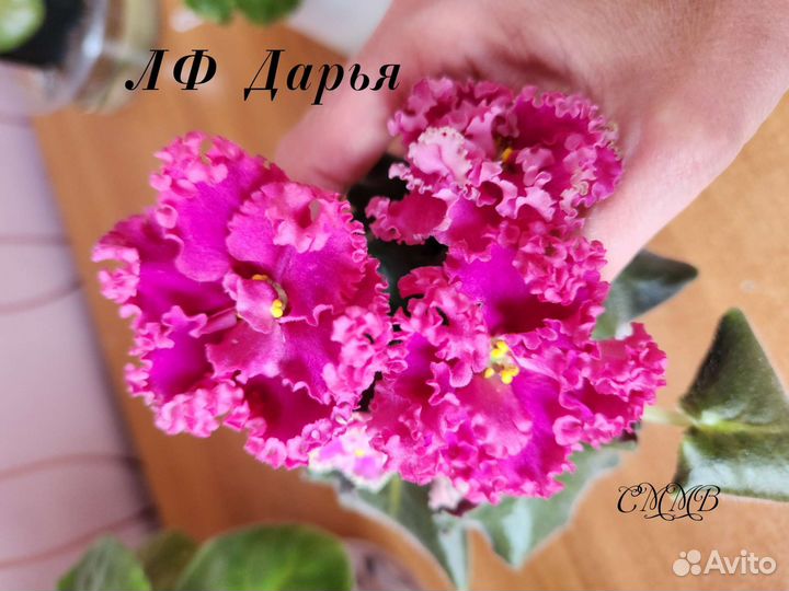 Сортовые фиалки