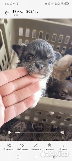 Чихуахуашечки милашечки