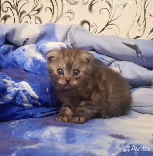 Продам котят шотландской породы