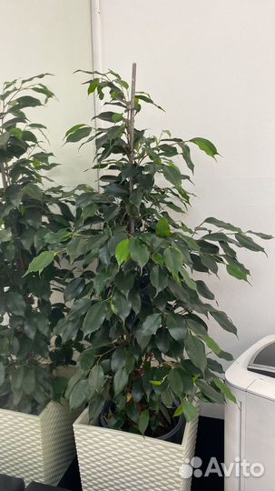 Комнатное растение Фикус