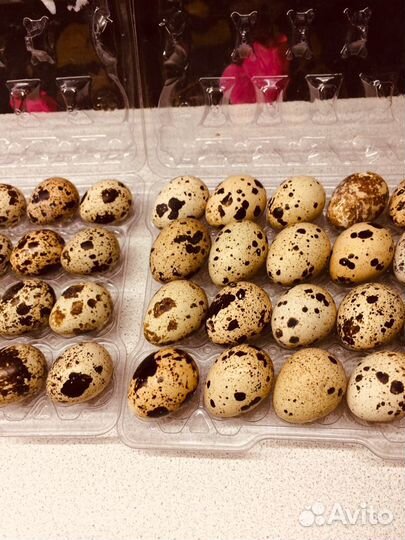 Инкубационное яйцо перепелов