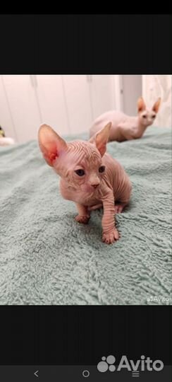 Канадский Сфинкс котенок