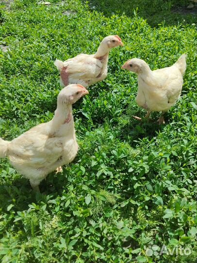 Цыплята бройлеры подрощенные