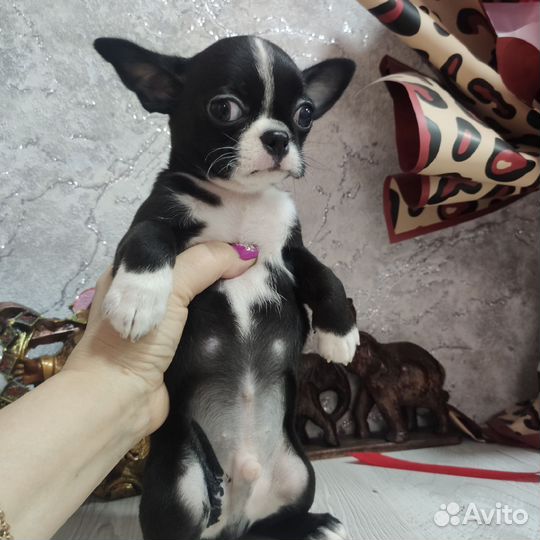 Щенки чихуахуа