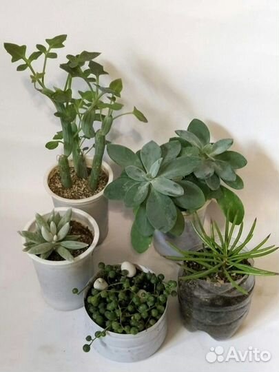 Суккулент сенецио 5 видов