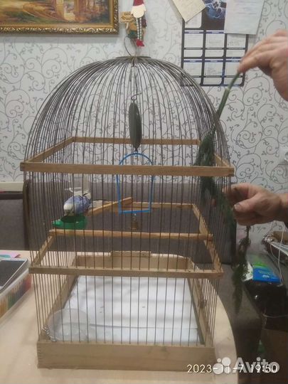 Волнистый попугай с клеткой