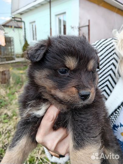 Собака в добрые руки отдам бесплатно