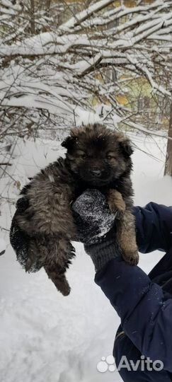 Щенята 1,5 мес