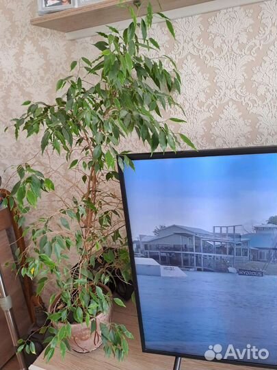 Фикус бенджамина большой