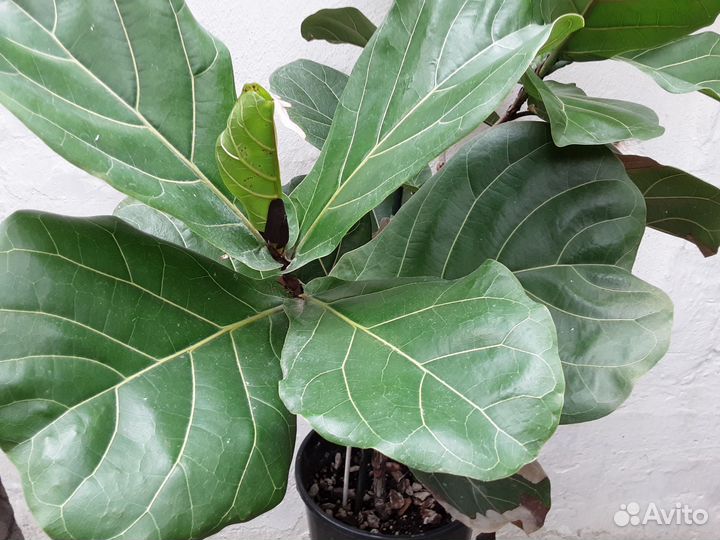 Фикус Бенджамина бонсай