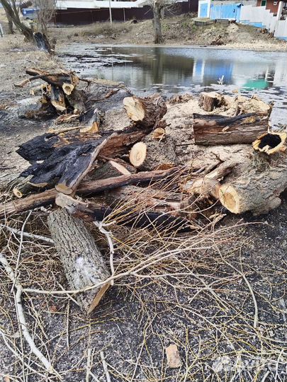 Дрова бесплатно самовывоз