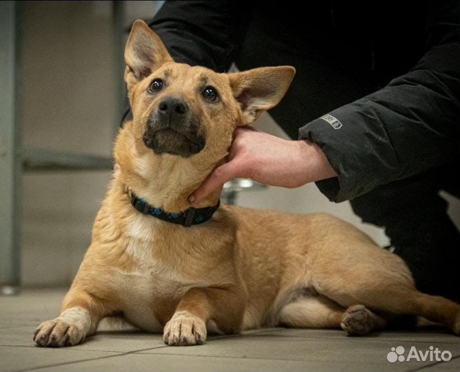 Собака в добрые руки