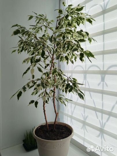 Фикус бенджамина старлайт/ домашние цветы/подарок