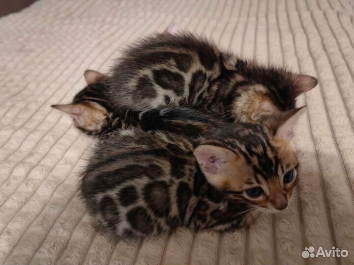 Бенгальские котята