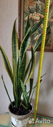 Сансевиерия