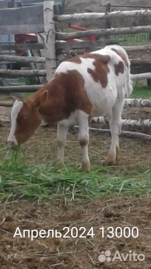 Телята Тёлочки