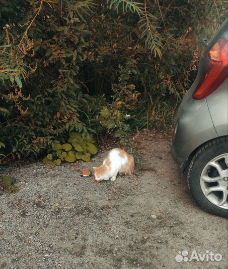 Подкинут пушистый котик