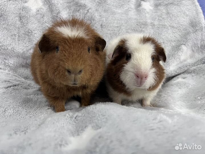 Морские свинки американский тедди девочки