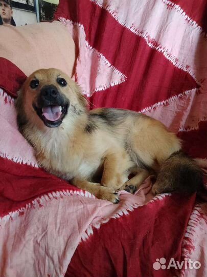 Щенки девочки