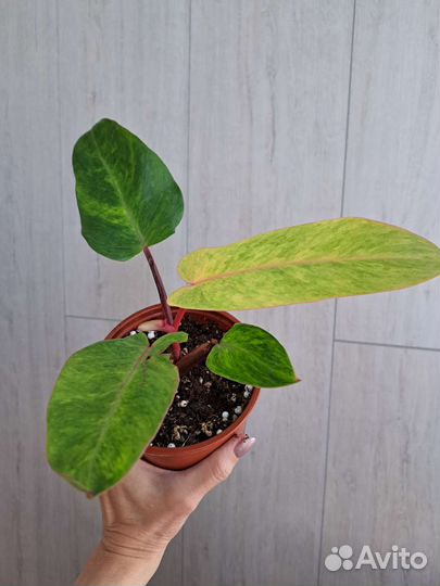 Филодендрон расписная леди(медуза)