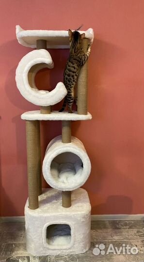 Когтеточка опт