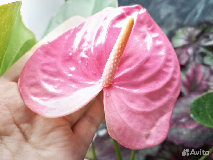 Антуриумы сортовые