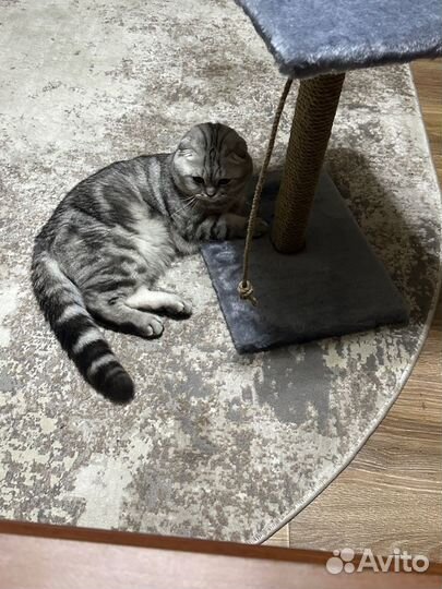 Шотландский кот вязка