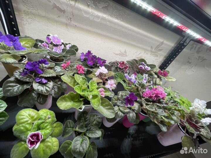 Сортовые фиалки