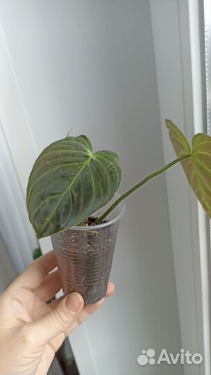 Филодендроны