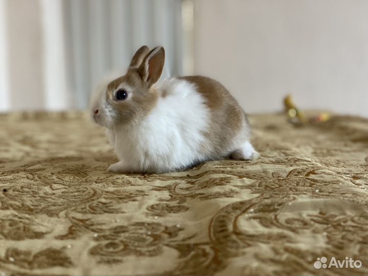 Декоративные кролики