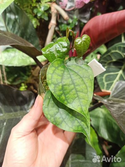 Перец чёрный (Piper nigrum)