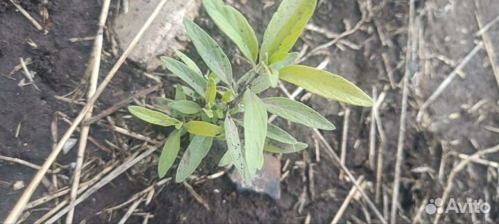 Кустарник Кариоптерис