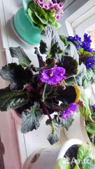 Цветы домашние в горшках