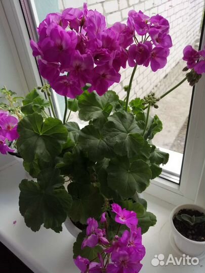 Пеларгония герань