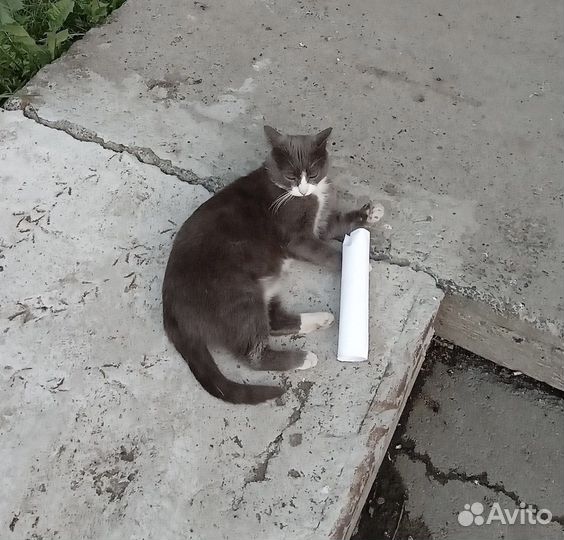 Коты замерзают на улице нужен дом или передержка