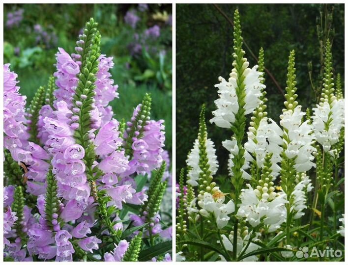 Очаровательная Физостегия