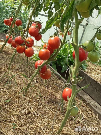 Помидоры домашние