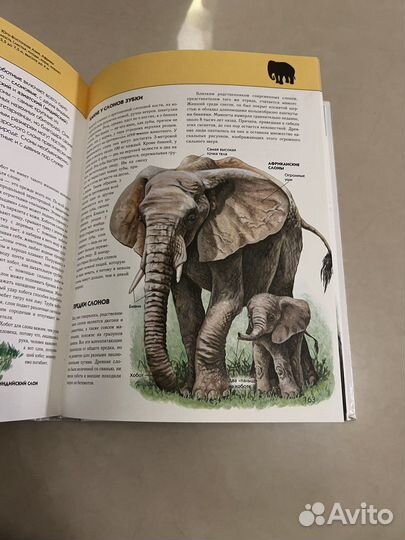 Энциклопедия животные