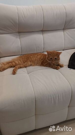 Котенок-подросток в добрые руки