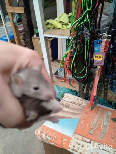 Крысята дамбо