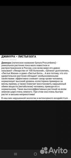 Примула комнатная и джинура