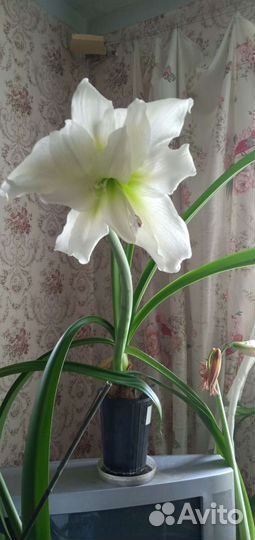 Гиппеаструм 