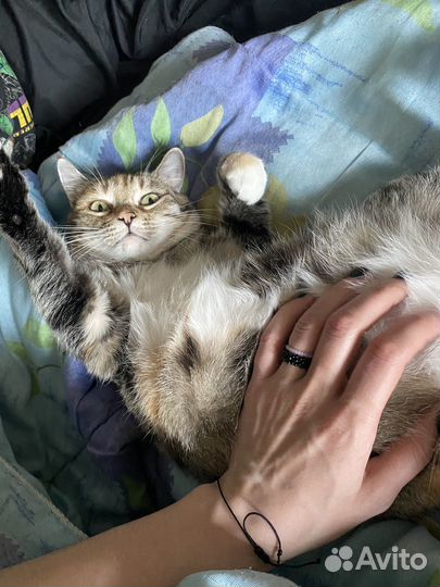 Отдам кошку в добрые руки