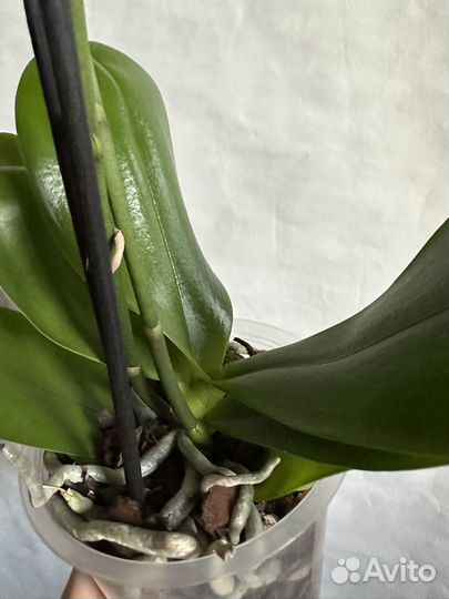 Орхидея фаленопсис