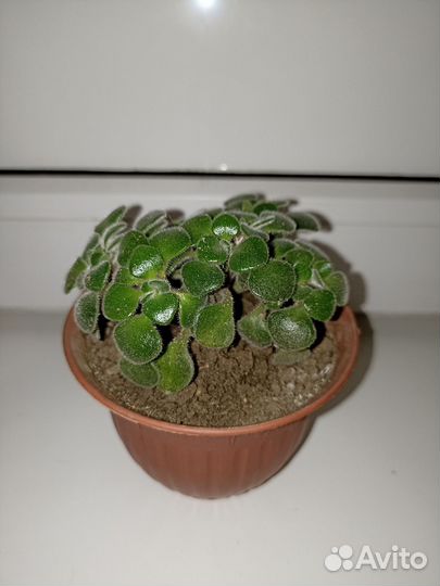 Аихризон (дерево любви и счастья)