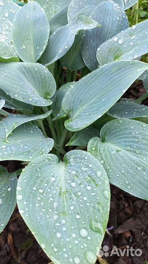 Ирисы разных цветов, хосты