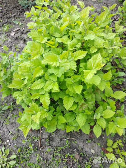 Боярышник крупноплодный